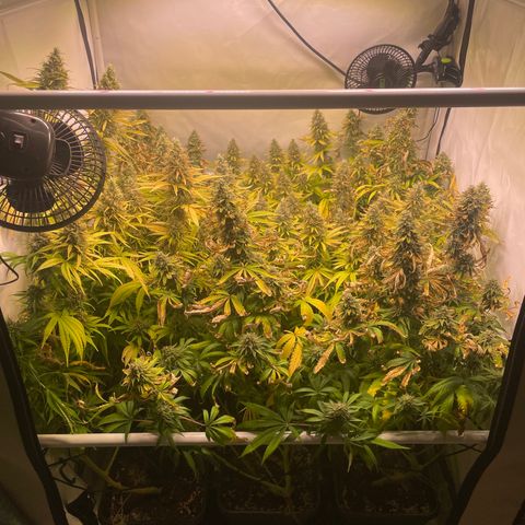 pzatree #1 growlog timeline photo