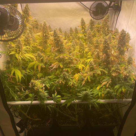 pzatree #1 growlog timeline photo