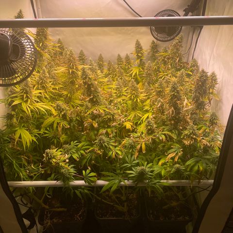 pzatree #1 growlog timeline photo