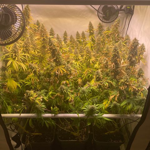 pzatree #1 growlog timeline photo