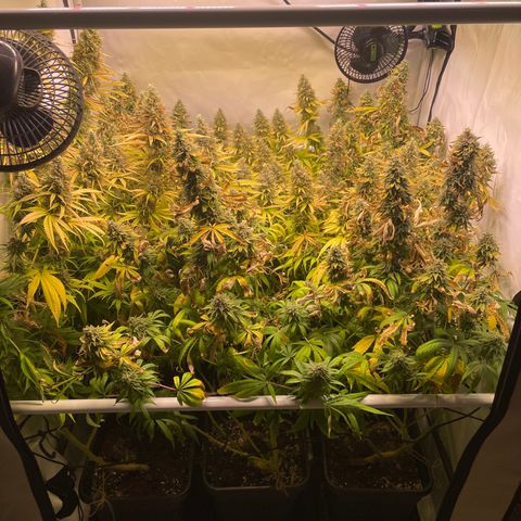 pzatree #1 growlog timeline photo