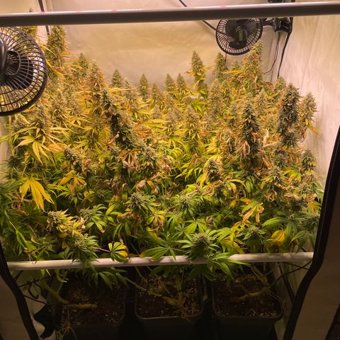 pzatree #1 growlog timeline photo