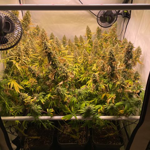 pzatree #1 growlog timeline photo