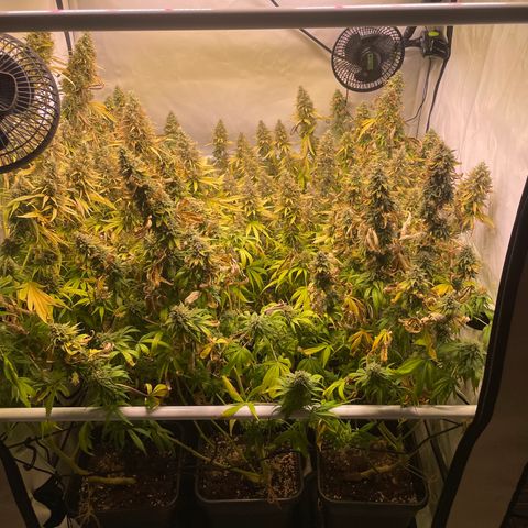 pzatree #1 growlog timeline photo