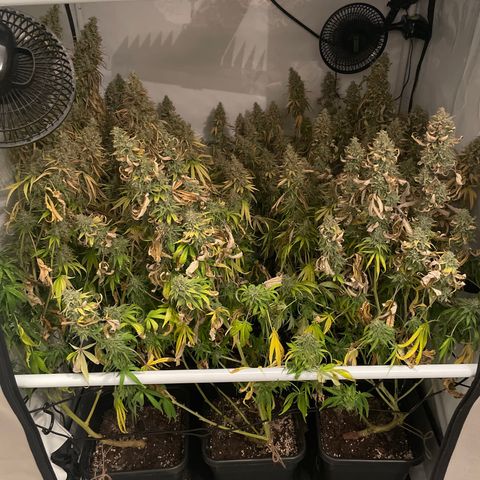 pzatree #1 growlog timeline photo