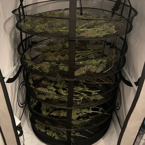 pzatree #1 growlog timeline photo
