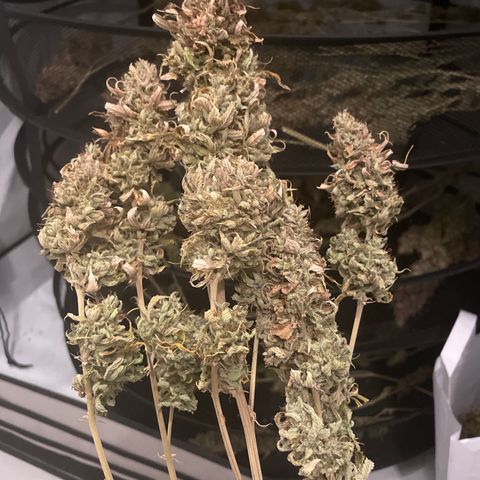 pzatree #1 growlog timeline photo