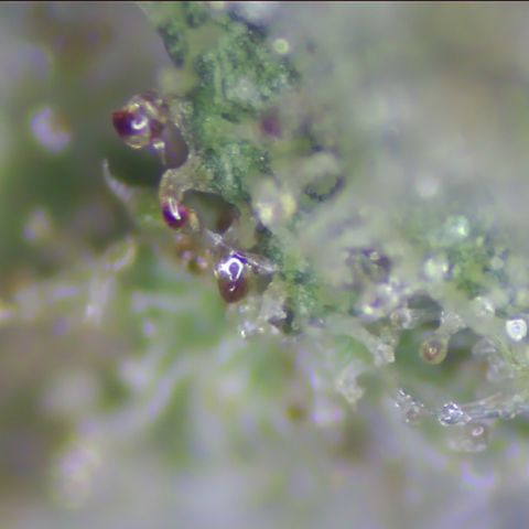 pzatree #1 growlog photo: 495g, 1.3g/W auf 1qm