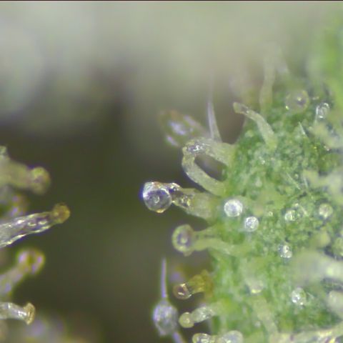 pzatree #1 growlog photo: 495g, 1.3g/W auf 1qm