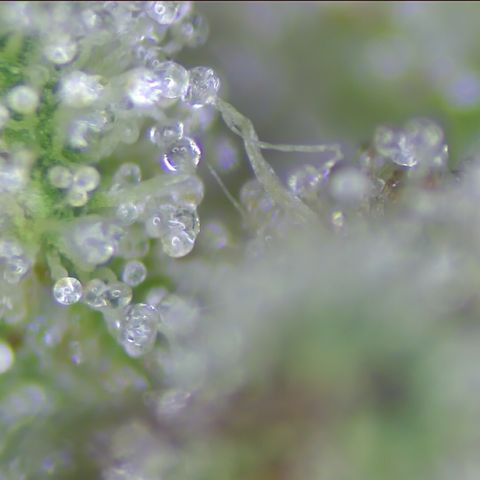 pzatree #1 growlog photo: 495g, 1.3g/W auf 1qm