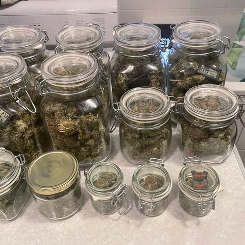 pzatree #1 growlog photo: 495g, 1.3g/W auf 1qm