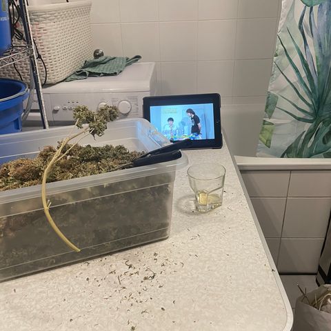pzatree #1 growlog photo: 495g, 1.3g/W auf 1qm