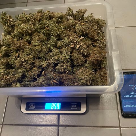 pzatree #1 growlog photo: 495g, 1.3g/W auf 1qm