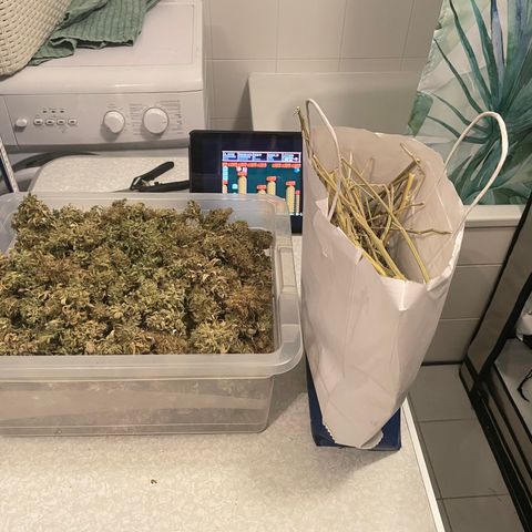 pzatree #1 growlog photo: 495g, 1.3g/W auf 1qm