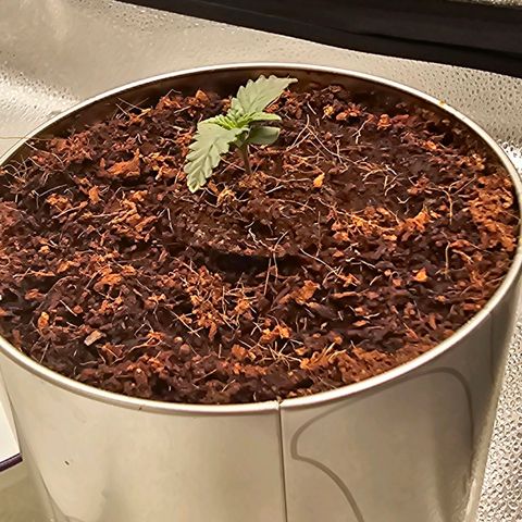 Wedding Cake / First Indoor growlog timeline photo