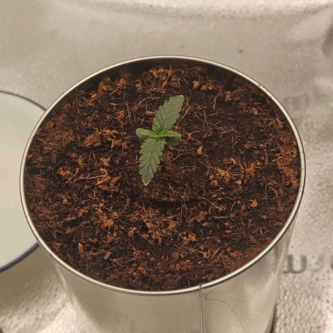 Wedding Cake / First Indoor growlog timeline photo
