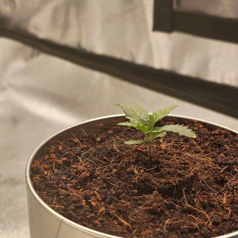 Wedding Cake / First Indoor growlog timeline photo