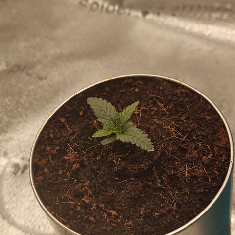 Wedding Cake / First Indoor growlog timeline photo