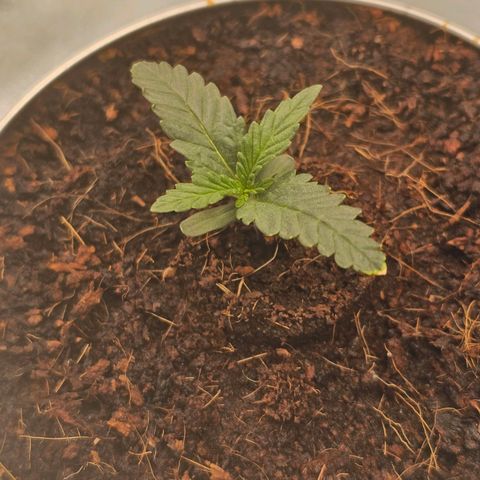 Wedding Cake / First Indoor growlog timeline photo