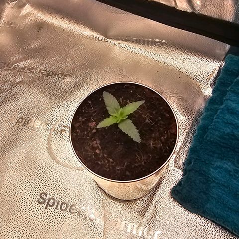 Wedding Cake / First Indoor growlog timeline photo
