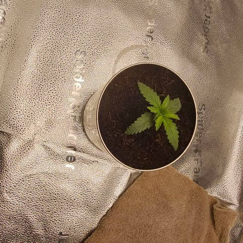 Wedding Cake / First Indoor growlog timeline photo