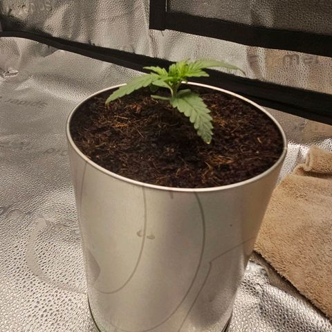Wedding Cake / First Indoor growlog timeline photo