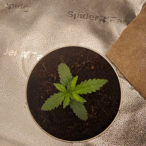 Wedding Cake / First Indoor growlog timeline photo