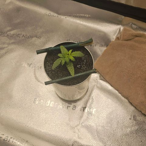 Wedding Cake / First Indoor growlog timeline photo