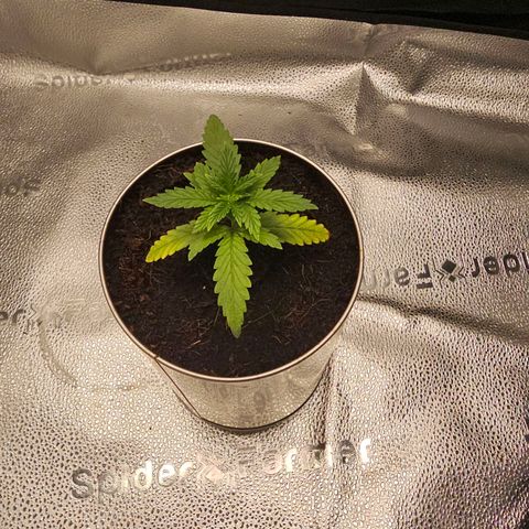 Wedding Cake / First Indoor growlog timeline photo