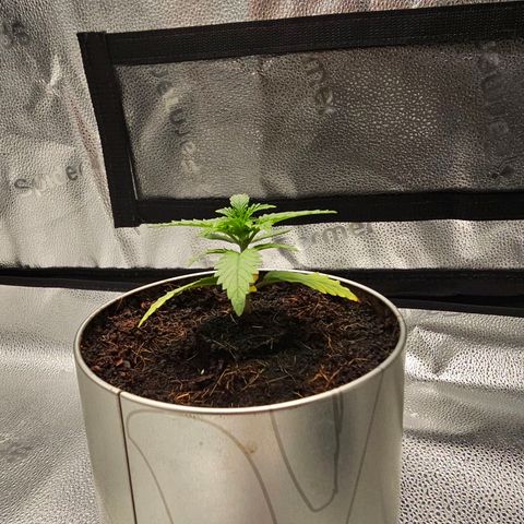 Wedding Cake / First Indoor growlog timeline photo