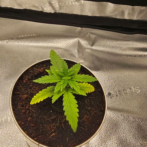 Wedding Cake / First Indoor growlog timeline photo
