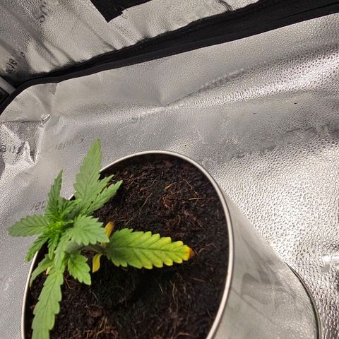 Wedding Cake / First Indoor growlog timeline photo