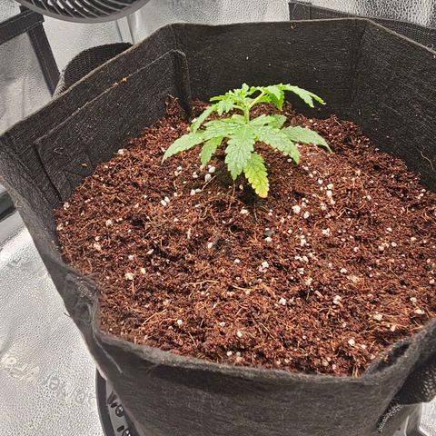 Wedding Cake / First Indoor growlog photo: Transplanted to 5g fabric pot.