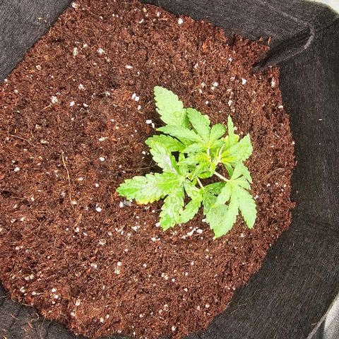 Wedding Cake / First Indoor growlog photo: Transplanted to 5g fabric pot.