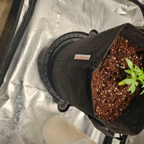 Wedding Cake / First Indoor growlog photo: Transplanted to 5g fabric pot.