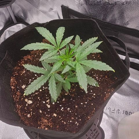 Wedding Cake / First Indoor growlog timeline photo