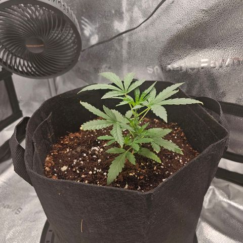 Wedding Cake / First Indoor growlog timeline photo