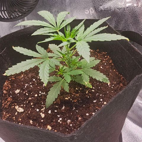 Wedding Cake / First Indoor growlog timeline photo