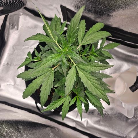 Wedding Cake / First Indoor growlog timeline photo