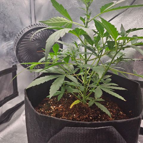 Wedding Cake / First Indoor growlog timeline photo