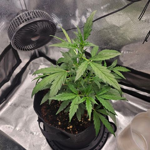 Wedding Cake / First Indoor growlog timeline photo