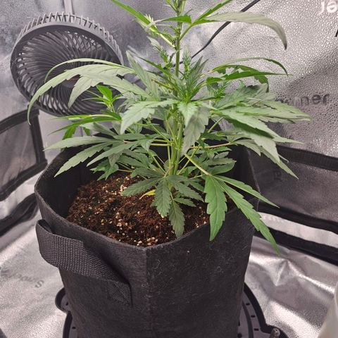 Wedding Cake / First Indoor growlog timeline photo