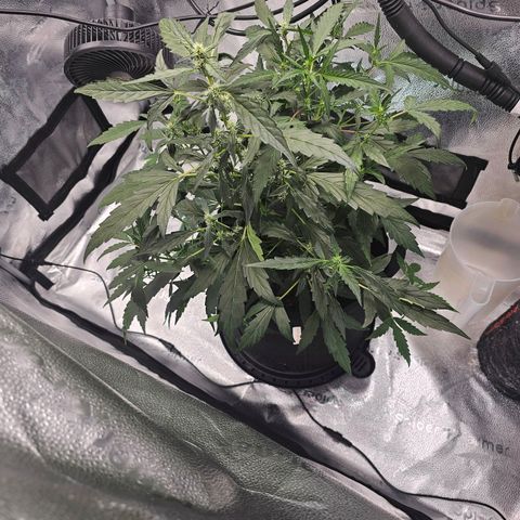 Wedding Cake / First Indoor growlog timeline photo