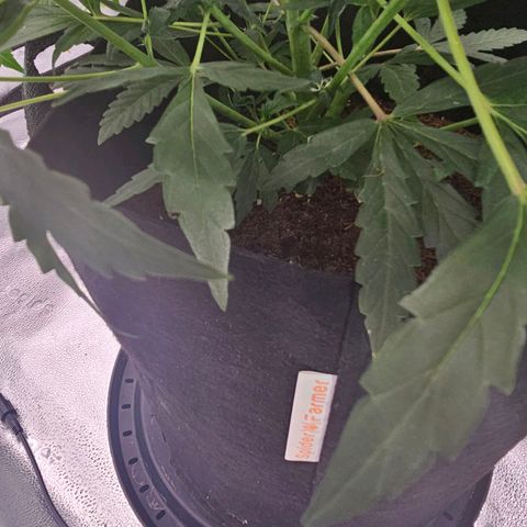 Wedding Cake / First Indoor growlog timeline photo