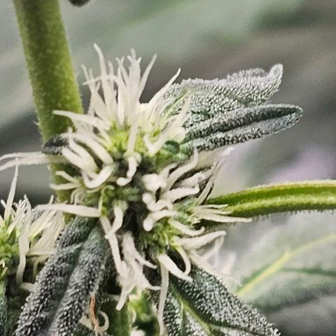 Wedding Cake / First Indoor growlog timeline photo