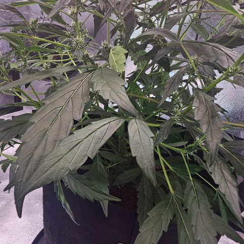Wedding Cake / First Indoor growlog timeline photo