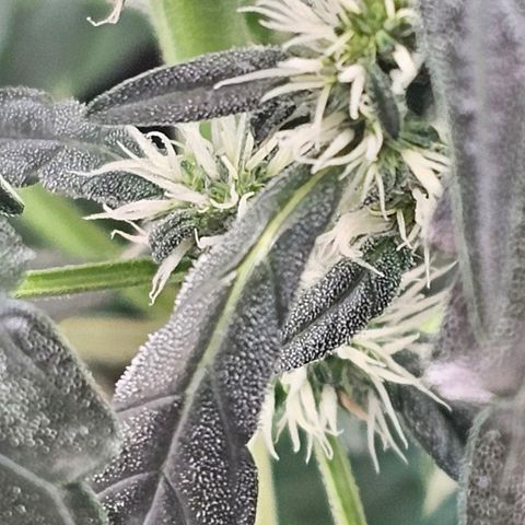 Wedding Cake / First Indoor growlog timeline photo