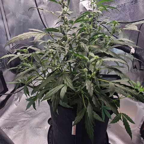 Wedding Cake / First Indoor growlog photo: Added cal.mag bud grow and started Clyde bloom