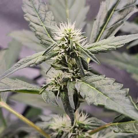 Wedding Cake / First Indoor growlog photo: Added cal.mag bud grow and started Clyde bloom