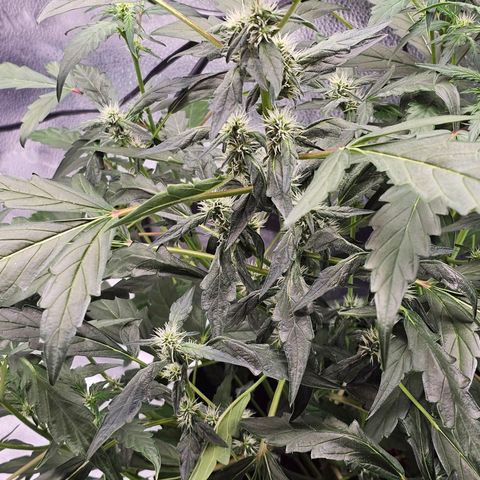 Wedding Cake / First Indoor growlog photo: Added cal.mag bud grow and started Clyde bloom